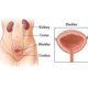 thumbnail image 4 of Perlas Adelgazantes Femeninas ANGGREK Otros, 4 of 8