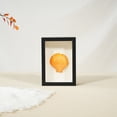 thumbnail image 4 of Shell conch three-dimensional storage box Display Specimen Shadow Case, 4 of 10