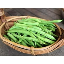 Supreme Emerald Green Bean Premium Seed Packet