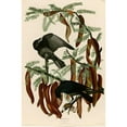 thumbnail image 3 of Vintage Apple Collection 13x18 Black Modern Framed Museum Art Print Titled - Fish Crow, 3 of 5