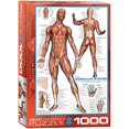 thumbnail image 2 of EurographicsPuzzles - Système Musculaire - Casse-Tête - 1000 Pcs, 2 of 4