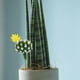 thumbnail image 2 of 4 cactus artificiales realistas de plástico en miniatura, suculentas, decoración para el hogar y la oficina, cactus artificiales realistas para la casa de tu mascota., 2 of 5
