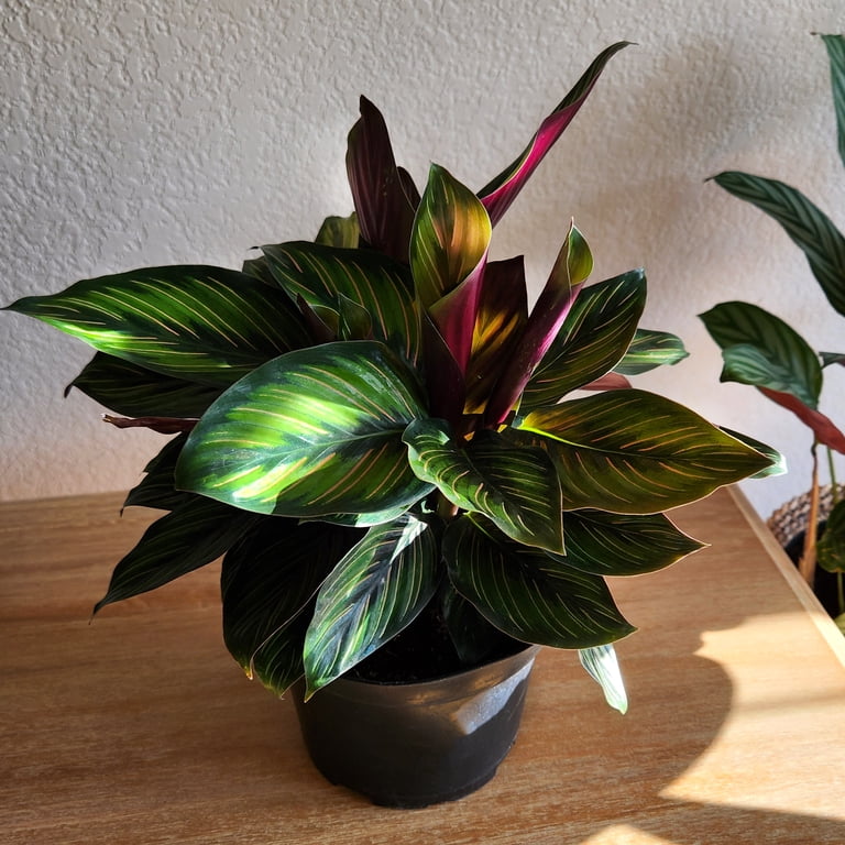 dracena lemon plant Dracaena deremensis 10in Warneckii Lemon Lime