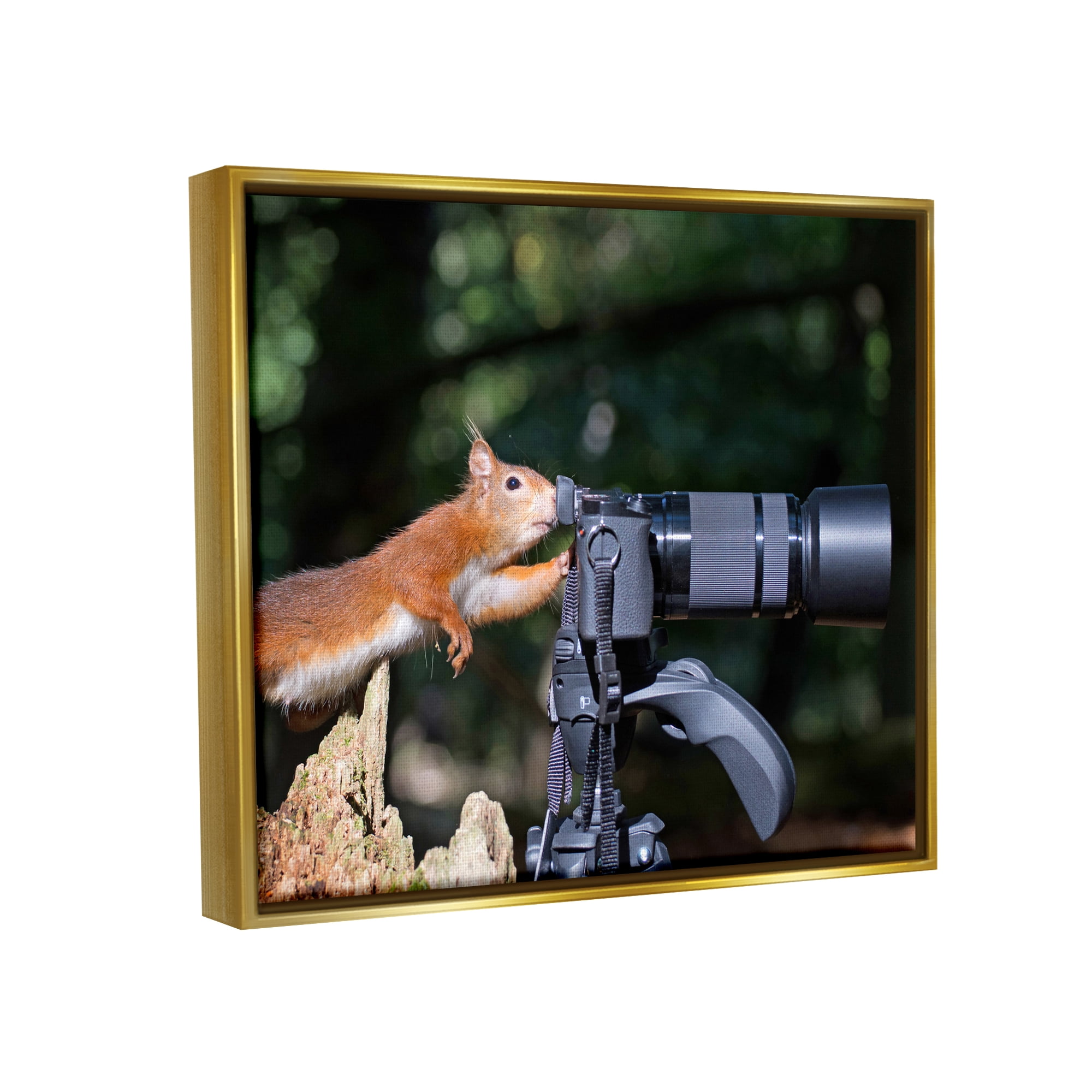 Stupell Industries Funny Squirrel Photographer Animals & Insects Photography Gold Floater Framed Canvas Art Print Wall Art, 31 x 25