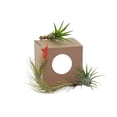 thumbnail image 2 of Home Botanicals Unique Air Plant (Collection of 3), 2 of 2