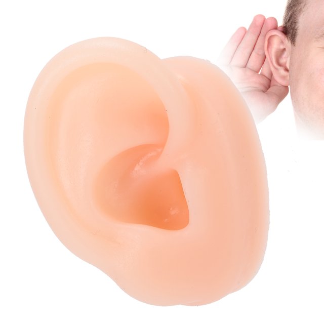 Oreille Droite, Modèle d'Oreille Humaine Imperméable Multifonction, à Porter pour Affichage
