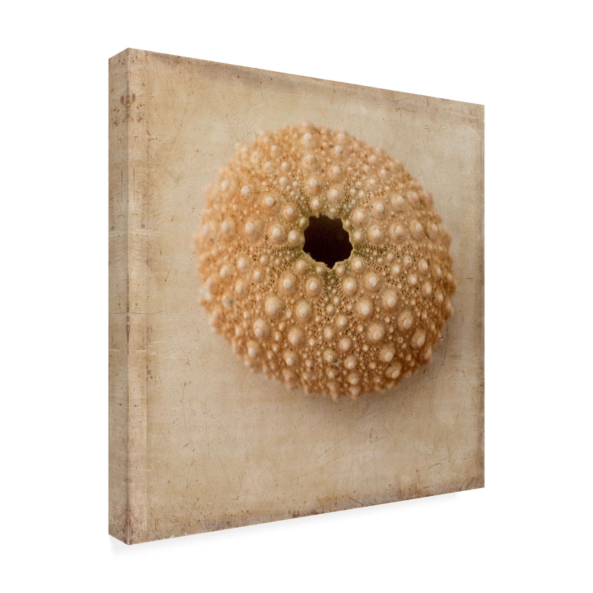 Trademark Fine Art 'Sepia Shell III' Canvas Art by Judy Stalus
