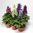 Better Homes & Gardens 2.5 Quart Pink Delphinium Perennial Outdoor