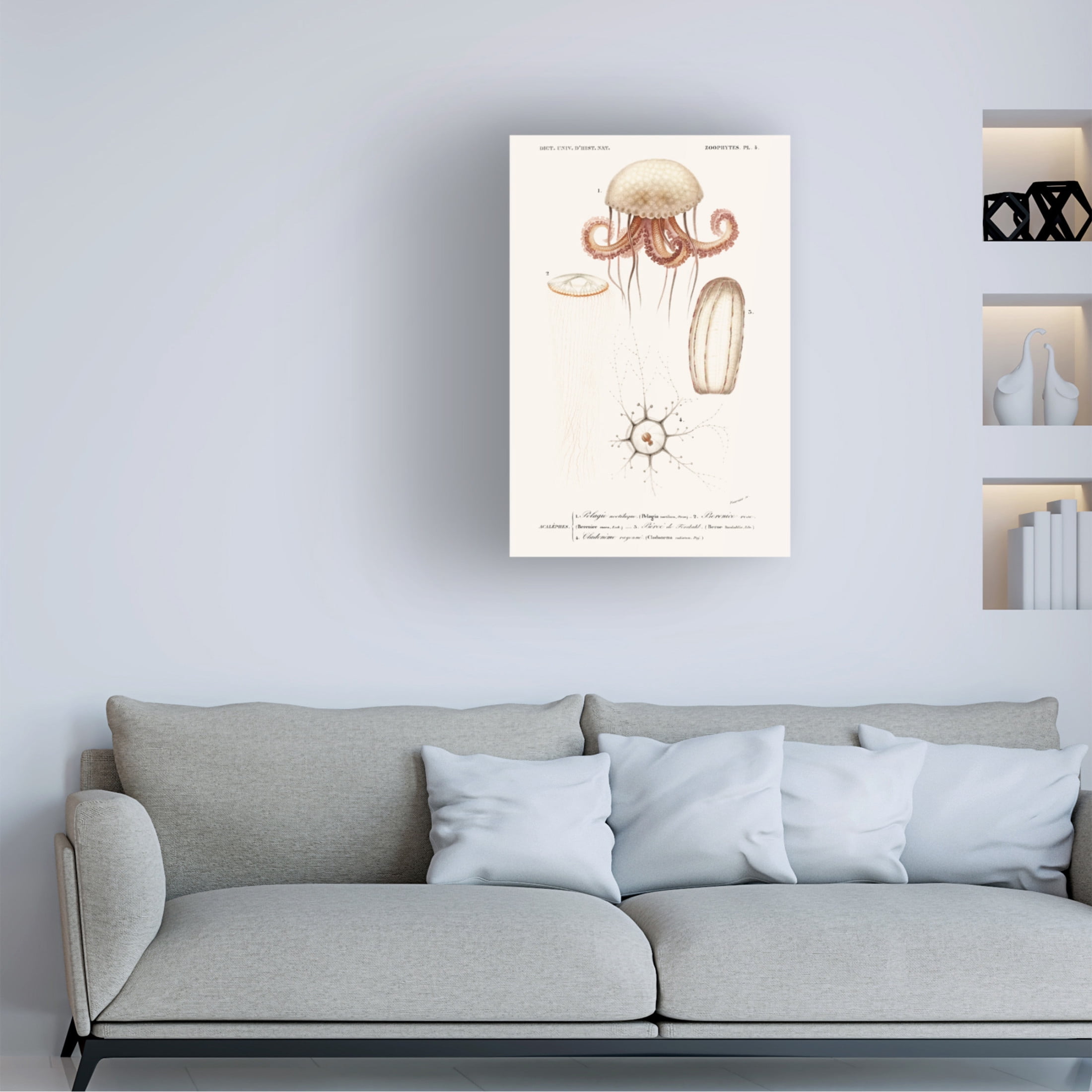 Trademark Fine Art M. Charles D'Orbigny  D'Orbigny Sealife VI Canvas Wall Art