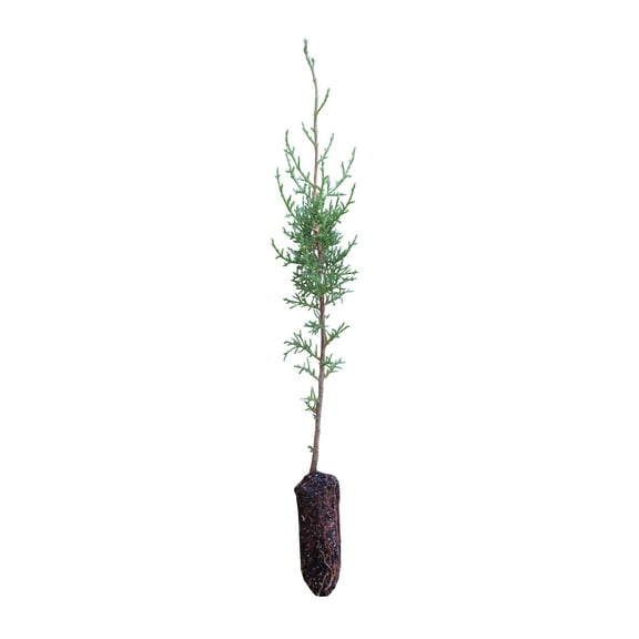Italian Cypress | Medium Tree Seedling | The Jonsteen Company