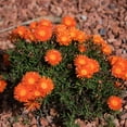 thumbnail image 3 of Outsidepride 10000 Ice Plant Dorotheanthus Bellidiformis Gelato Orange Plant Seeds, 3 of 5
