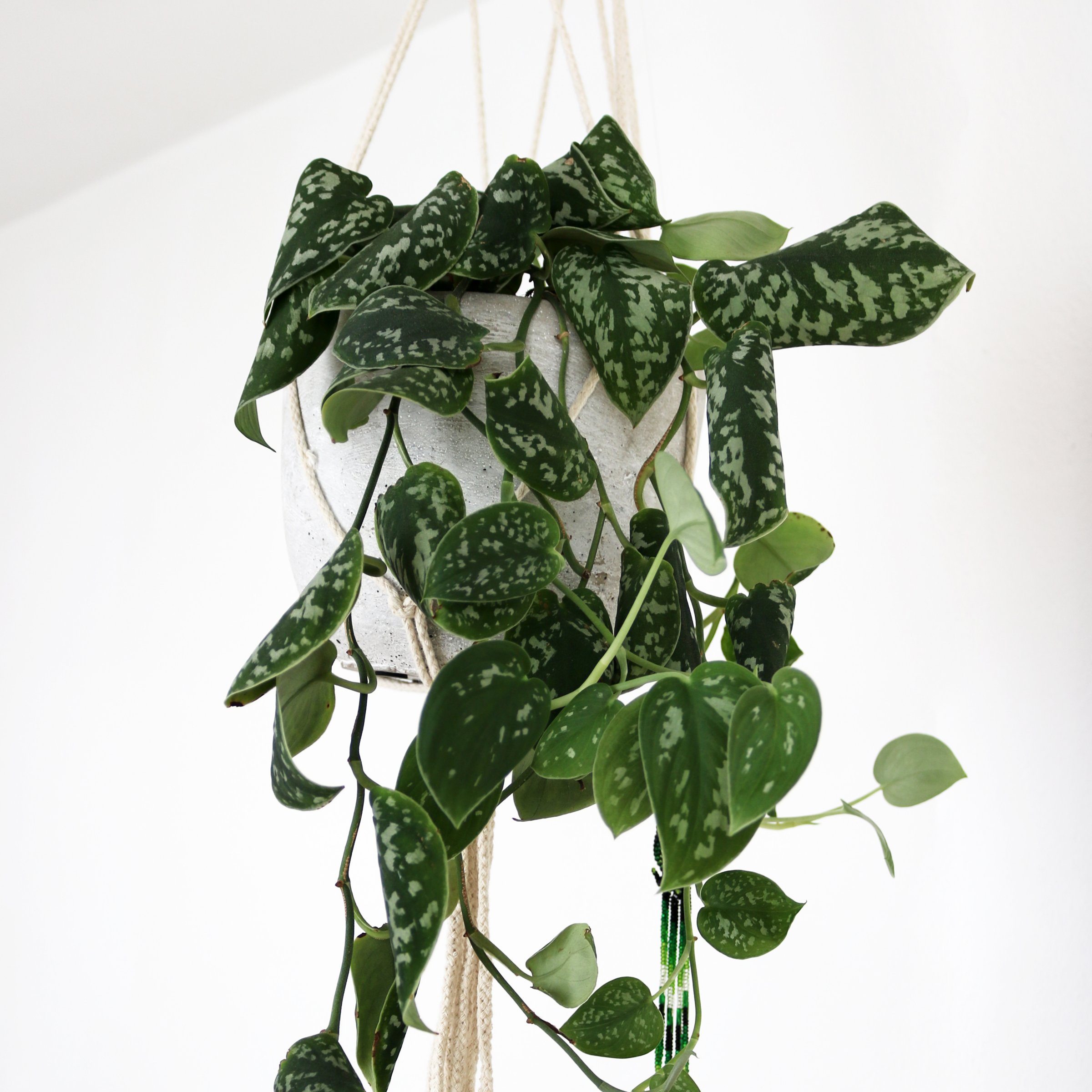 4 in. Scindapsus Pictus Satin Pothos Plant in Grower Container (3-Pack)