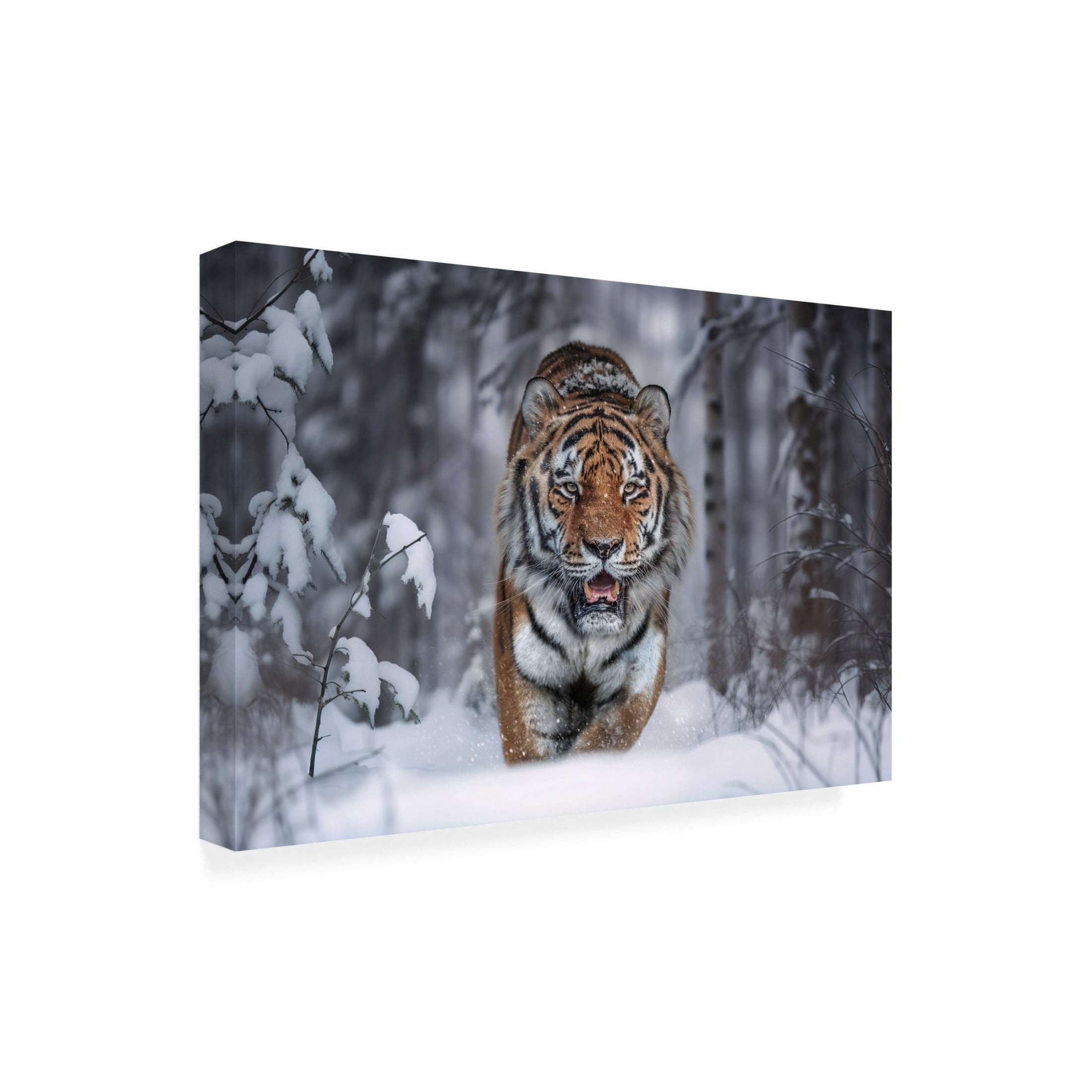 Trademark Fine Art Marcel Egger  SnowTiger Canvas Wall Art