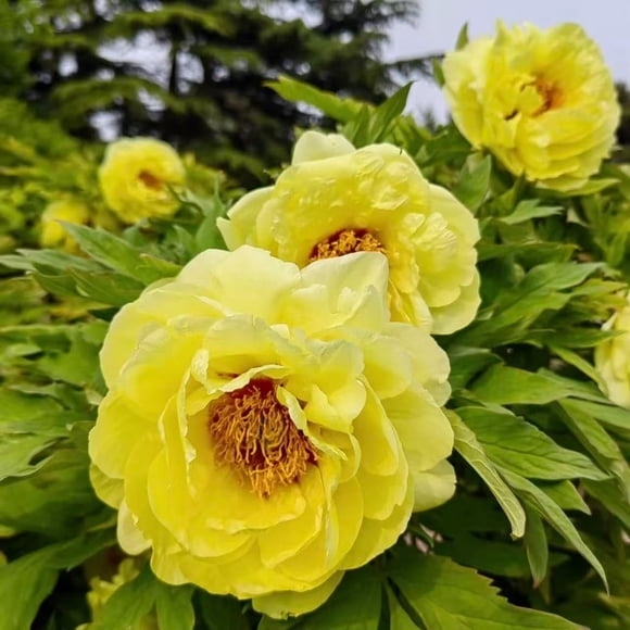 HJADGG Peony Seeds for Stunning Gardens \u2013 Grow Luxurious Large Blooms olors for Borders, Cut Flowers Cottage GardensLong-Lived Perennials Perfect for Bouquets Special Occasions (Yellow,2000)