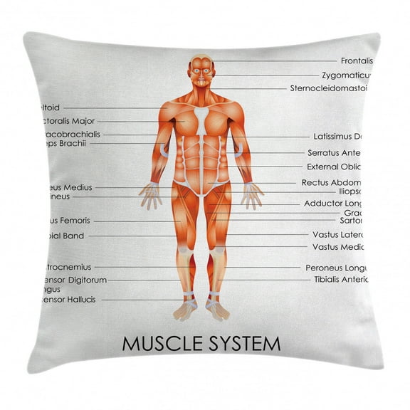 Human Anatomy Throw Pillow Cushion Cover, Muscle System Diagram of Man Body Features Biological Elements Medical Heath Image, Decorative Square Accent Pillow Case, 16 X 16 Inches, Coral, by Ambesonne