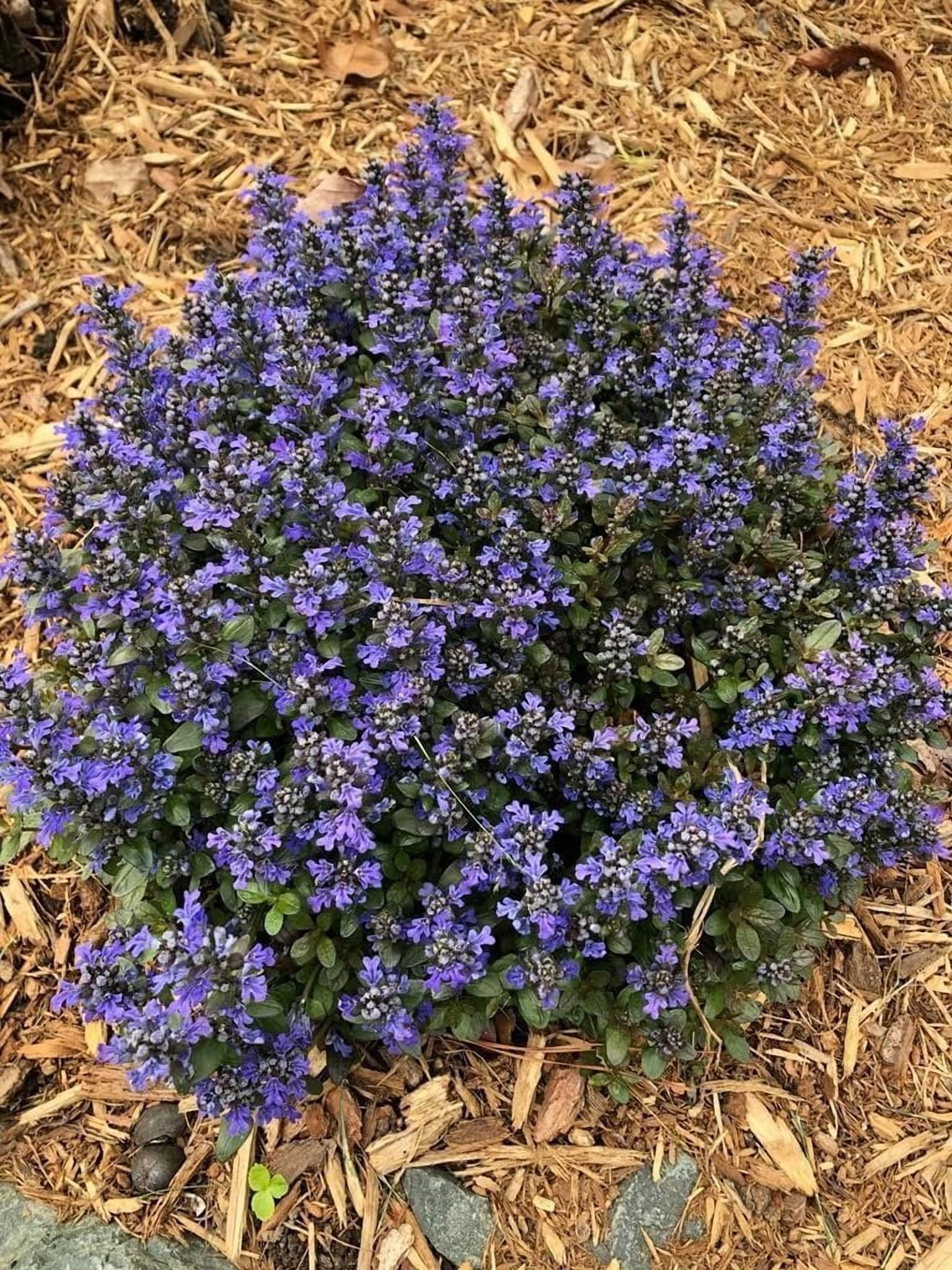 Ajuga Reptans Chocolate Chip I 3 Live Plants  Dense Ground Cover Plant with Miniature Dark Foliage, Perfect for Gardens, Borders, & Shaded Areas