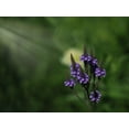 thumbnail image 2 of Bonin, Suzanne 18x15 White Modern Wood Framed Museum Art Print Titled - Blue Vervain, 2 of 4