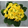 thumbnail image 5 of 1 Pc, 8 Inch Artificial African Violet Bouquet As Perfect Piece For Decorations & Arrangements - Yellow, 5 of 5