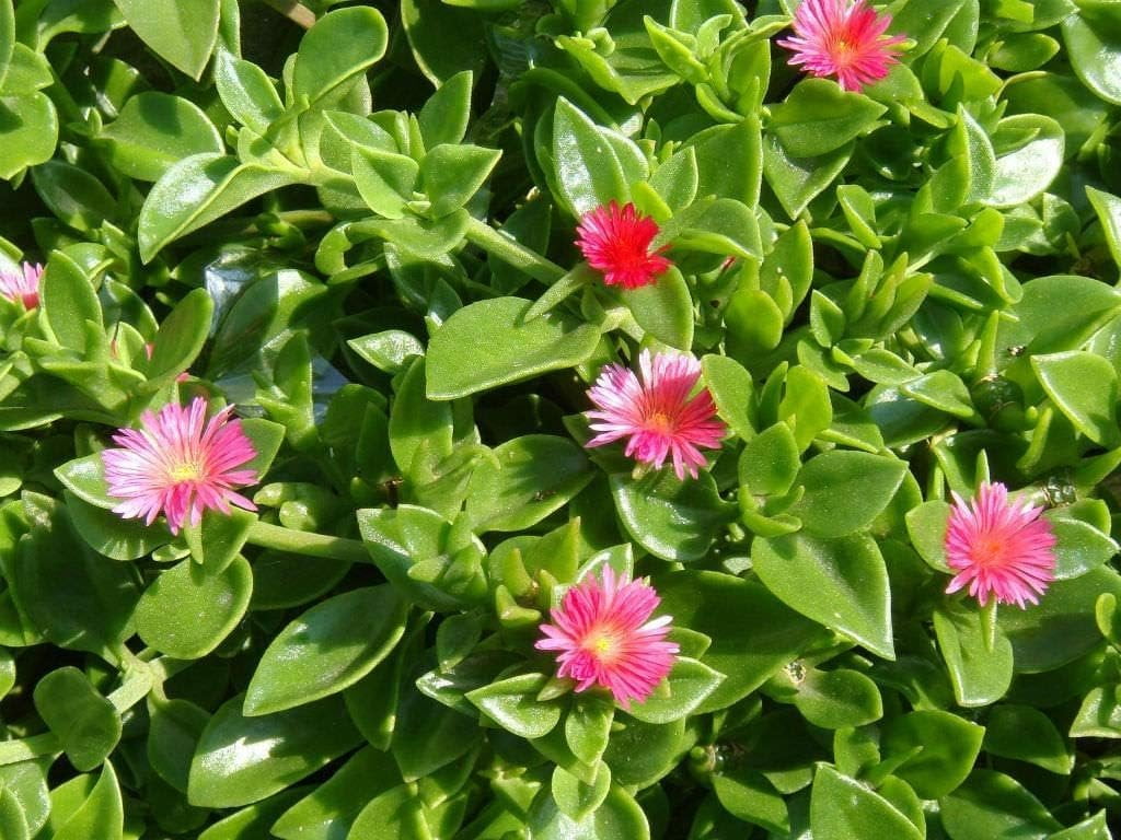 Baby Sun Rose  10 Live Plants  Aptenia Cordifolia  Ground Cover Succulent  Easy Care Indoor Outdoor
