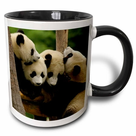 

3dRose Giant panda bears Wolong China Conservation CHINA-AS07 POX0365 - Pete Oxford - Two Tone Black Mug 11-ounce