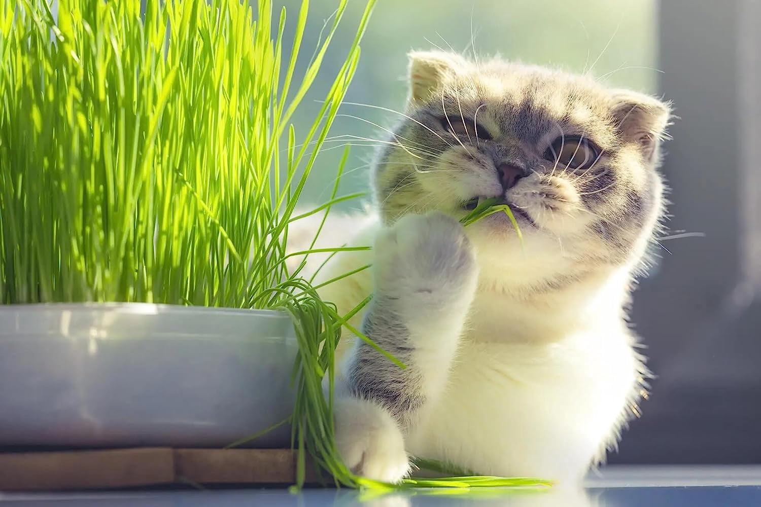 Premium Cat Grass Potting Mix by Gardenera - Enhance Your Cat's Digestive Health Naturally - 5 QUARTS