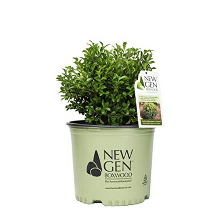 Buxus NewGen Freedom The Boxwood Revolution 36" - 54" Live Shrubs, Weather Permitting Plant