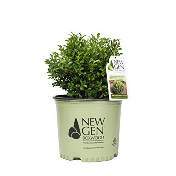Buxus NewGen Freedom The Boxwood Revolution 36" - 54" Live Shrubs, Weather Permitting Plant