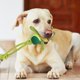 thumbnail image 4 of Juguetes para perros que les gusta masticar Juguetes para mascotas Squeaky Frog Rope Toys Juguetes trenzados para perros pequeños y medianos, 4 of 6
