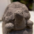 thumbnail image 4 of Urban Terracotta Hollow Turtle Figurine Facing Upright on Base SM Washed Finish Dark Gray, 4 of 6