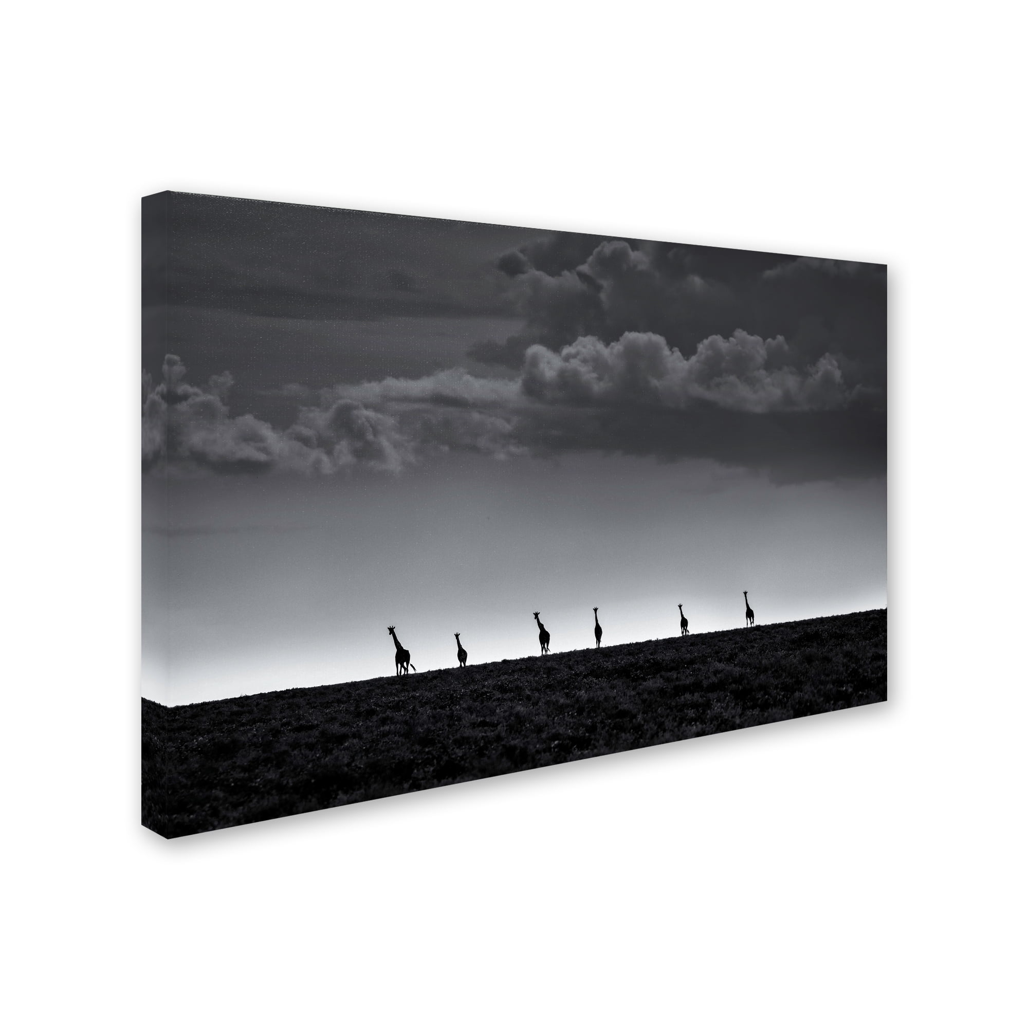 Trademark Fine Art '6 Giraffes' Canvas Art by Greg Metro