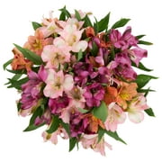 Fresh-Cut Alstroemeria Flower Bunch, Minimum 13 Stems, Colors Vary