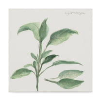 Trademark Fine Art 'Sage II' Canvas Art by Chris Paschke