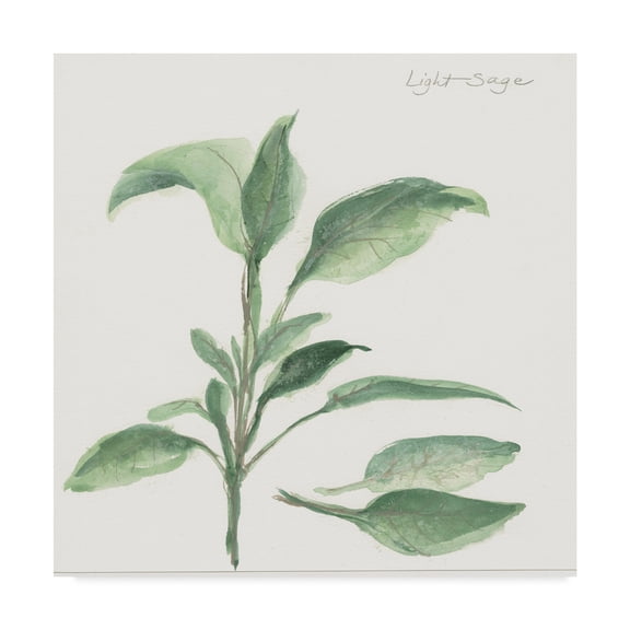 Trademark Fine Art 'Sage II' Canvas Art by Chris Paschke