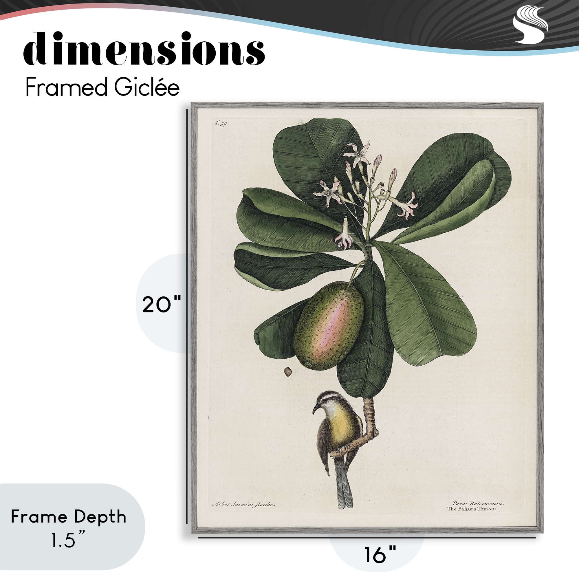 Stupell Industries Catesby Flora & Fauna Gray Framed Giclee Art, design by Print Collection