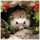 thumbnail image 1 of Animal Erizo Cgtredaw 5D Diamante Pintura Bordado DIY Taladro imagen, 1 of 10