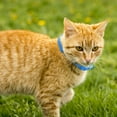 thumbnail image 6 of FlareFable Collar Cat Adjustable Calming Collars, Calming Collar for Cats, Cat Anxiety Relief Collar, Prevention and Protection for Cats with Long-lasting Effect, Up to 14.96" Neck, 6 of 9