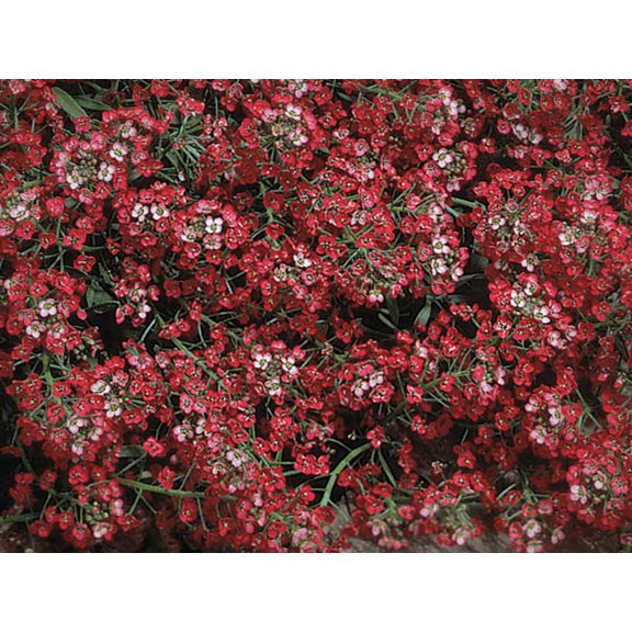 Green River Seeds 25 Sweet Alyssum Rosy Red Seeds - Tiny Colorful Flowers for Spring and Fall Gardening, Ideal for Hanging Baskets and Pathways
