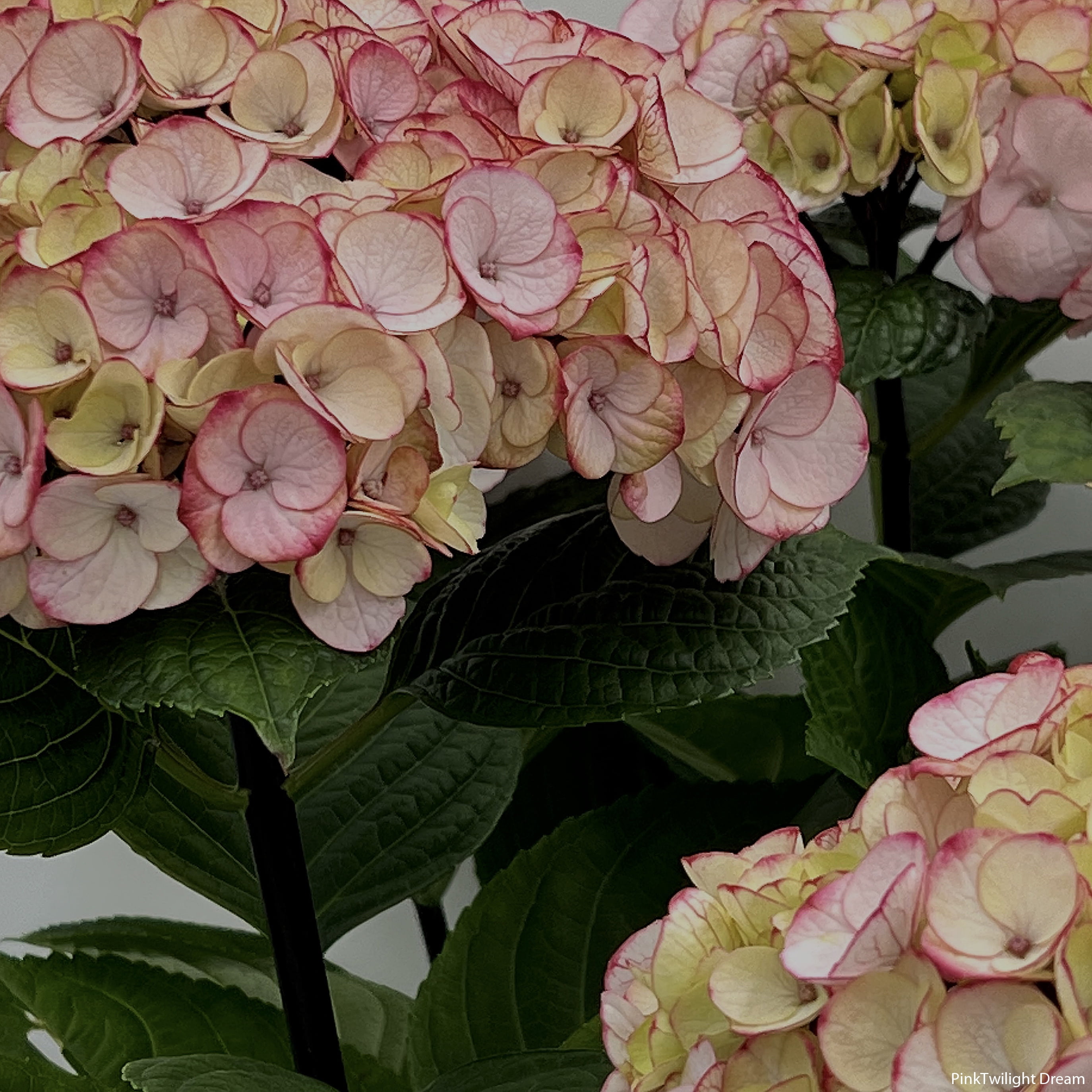 Gifts in Bloom 8-Inch Assorted Mother's Day Hydrangea Live Plant with Decorative Pot, Colors Vary