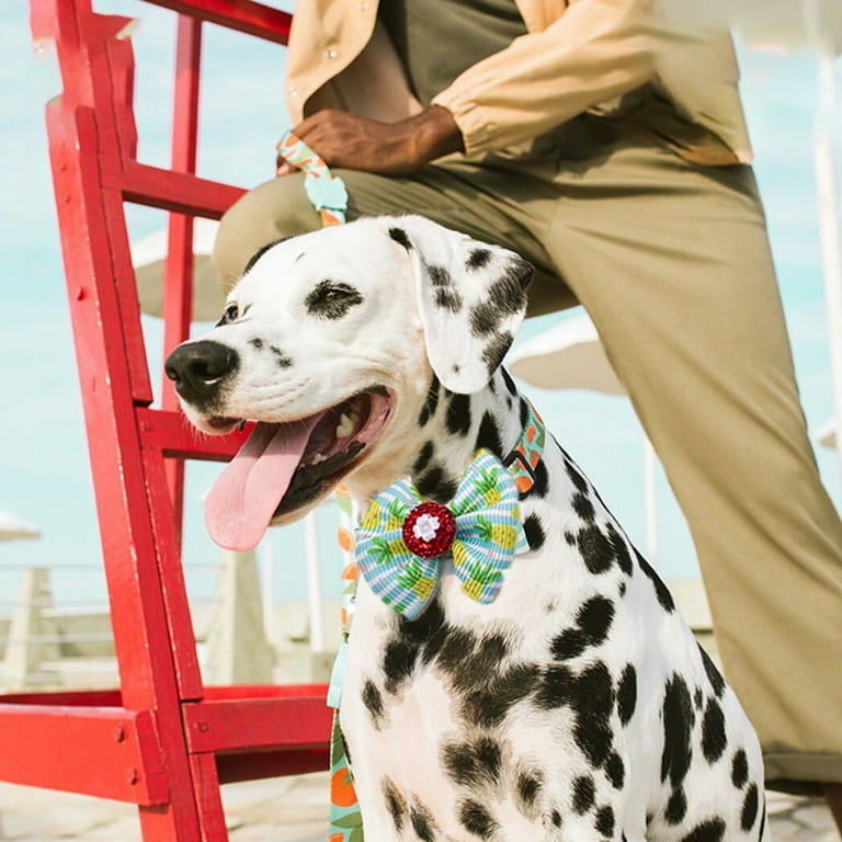 Rubber bands best sale for dogs hair