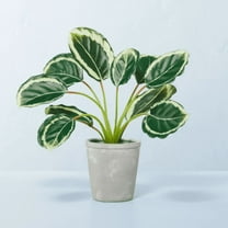 14" x 16" Faux Calathea Plant in Ceramic Pot - Hearth & Hand™ with Magnolia