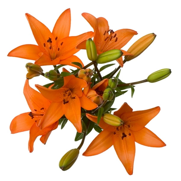 Lilies, 3 Stems (color may vary)