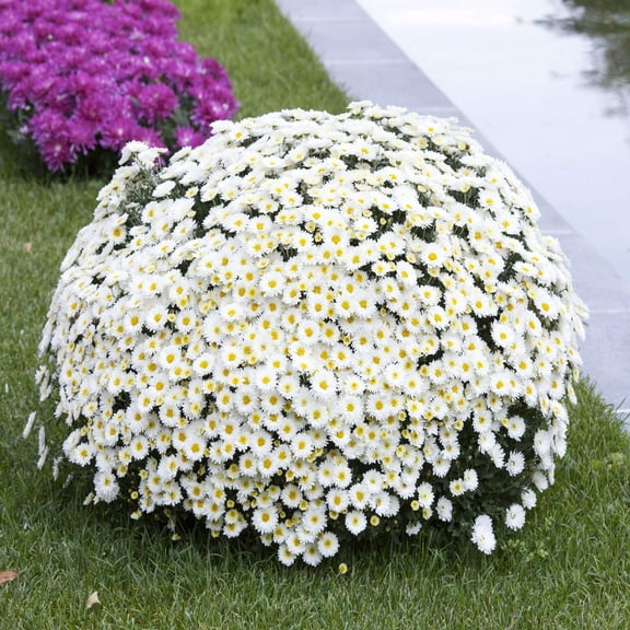 Seedville 2000 Oxeye Marguerite Daisy Flower Seeds