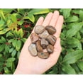 thumbnail image 2 of 1/4 lb Bulk Lot Bronzite Tumbled Stone (Crystal Healing Gemstone Reiki) 4 oz, 2 of 9