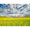 thumbnail image 2 of Eggers, Terry 18x15 White Modern Wood Framed Museum Art Print Titled - USA-Washington State-Palouse-Spring canola field with beautiful clouds, 2 of 4