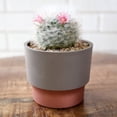 thumbnail image 2 of The HC Companies 3" Sprite Indoor Succulent Plastic Planter Pot, Vanilla Bisque, 2 of 3