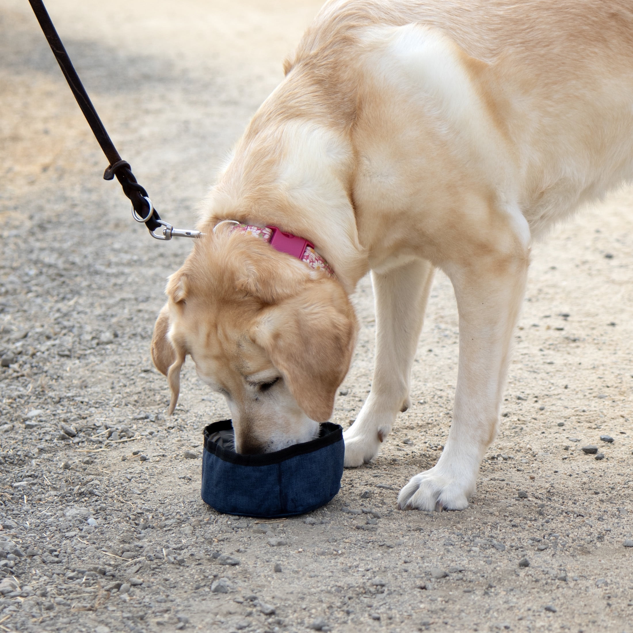TrustyPup Pet Travel Bowl for Food & Water, Denim, Holds up to 4 Cups (1 L)