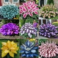 thumbnail image 5 of Rich in Color/Perennial Hostas/Low Maintenance Garden Decoration, 5 of 10