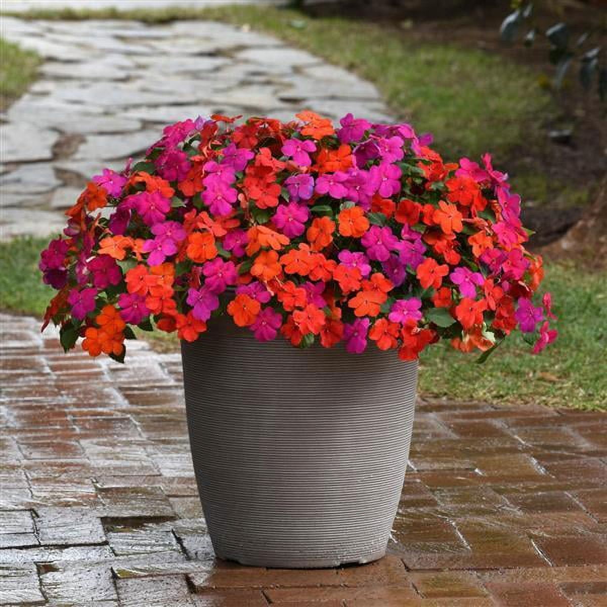 Expert Gardener 4PK Multicolor Impatiens Live Plants with Grower Pack