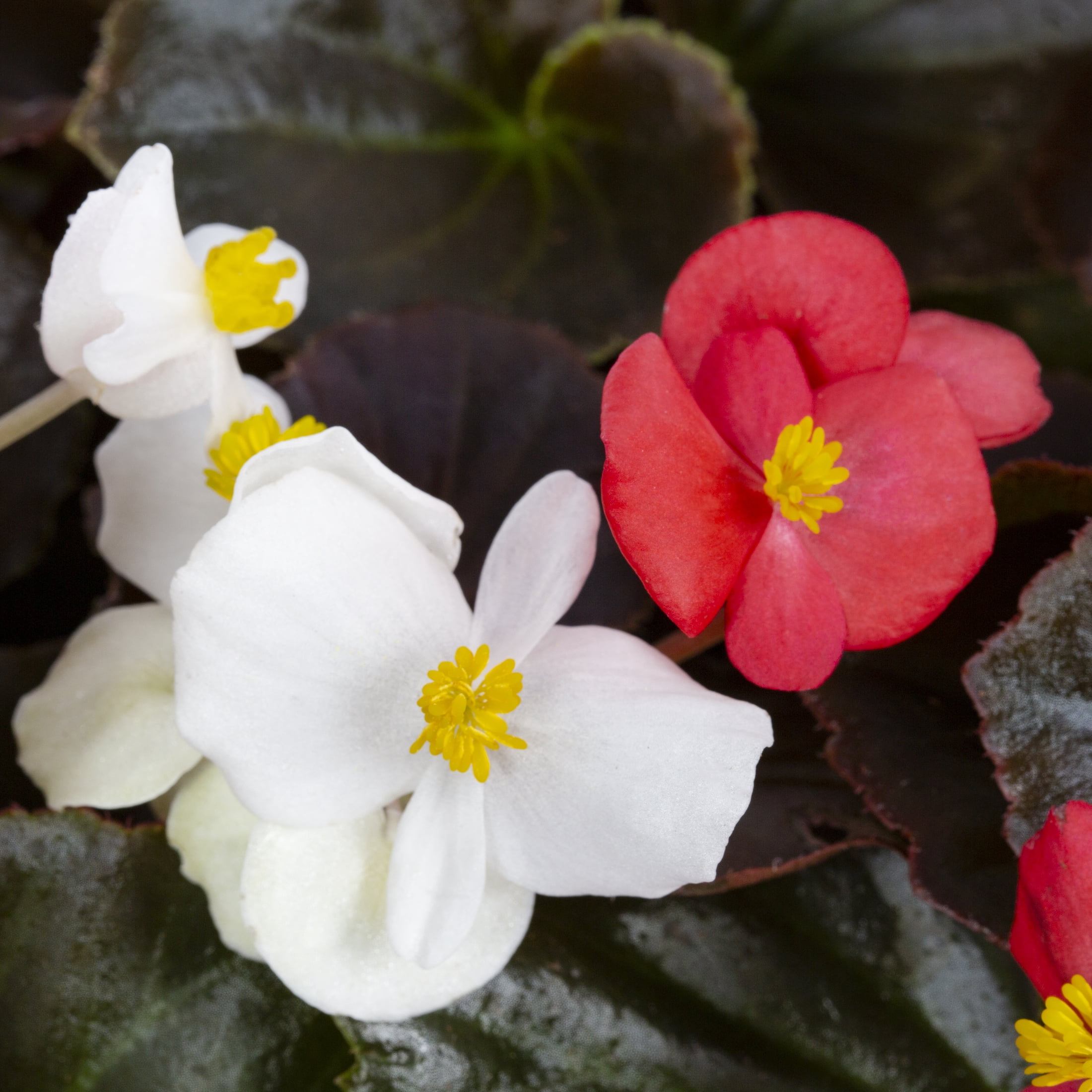 Expert Gardener 1.5gal Multicolor Begonia Live Annual Plant Hanging Basket Shade