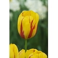 thumbnail image 2 of Flaherty, Dennis 13x18 White Modern Wood Framed Museum Art Print Titled - Netherlands, Lisse Tulip variety, 2 of 4